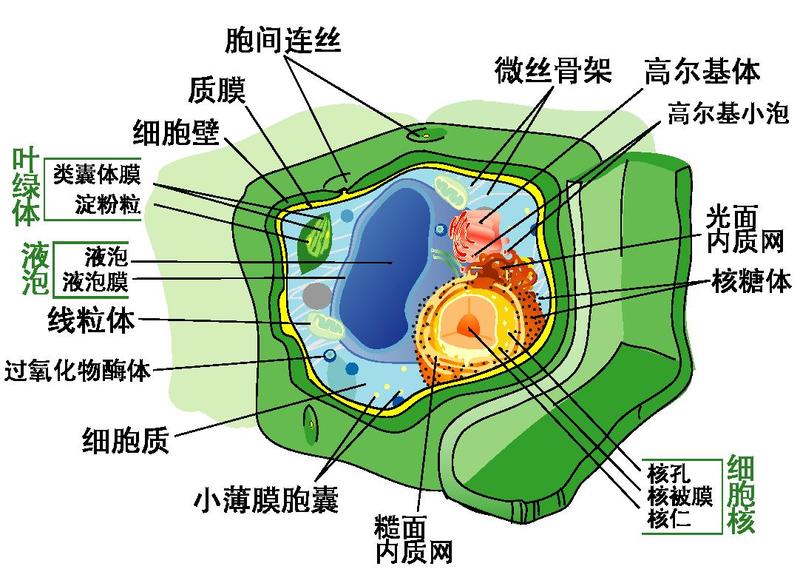 Simple Plant Cell Diagram For Kids