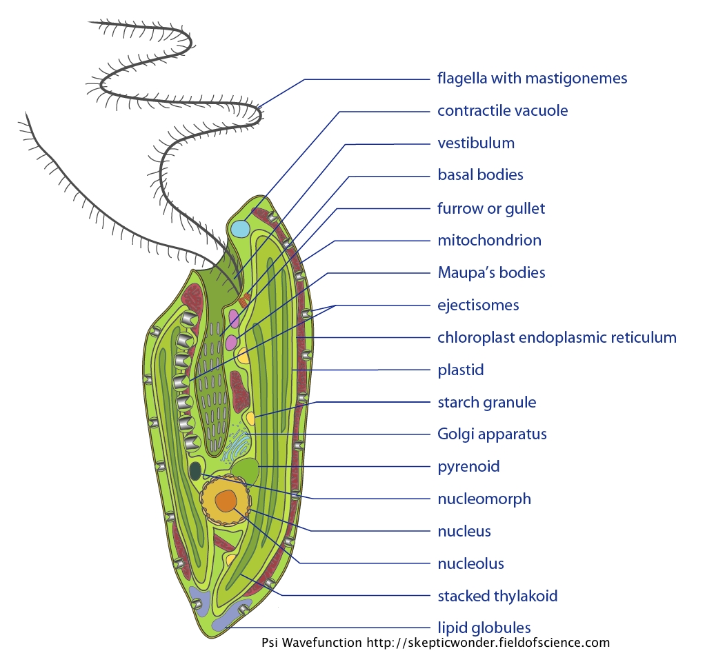 Simple Plant Cell Diagram With Labels