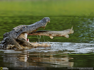 Will Alligator Gar Attack Humans